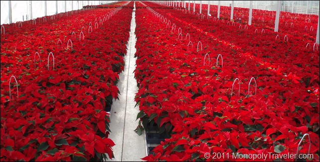 Look at All the Poinsettias I Get to Play With