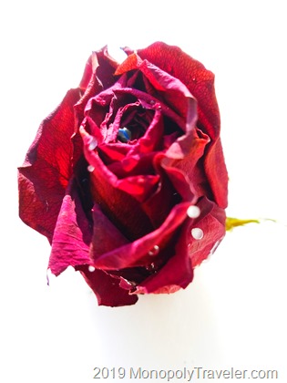 A winter rose