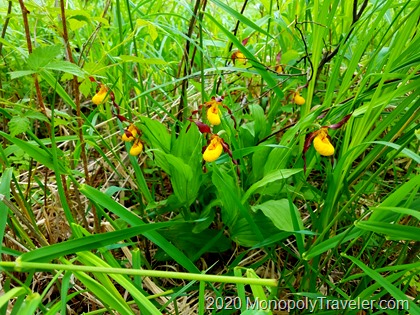 Yellow Ladyslippers in Bloom