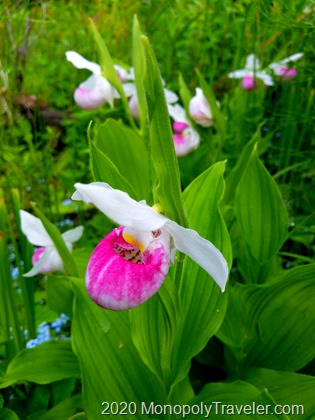 Showy Lady's Slipper orchid