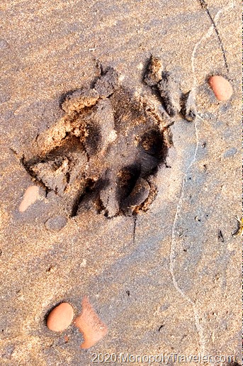 A fresh wolf print in the sand