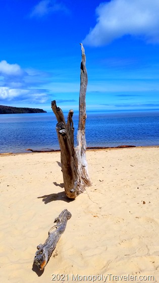 A weathered tree on Sand Point Beach