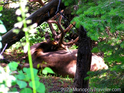 Bull Elk wanting to be left alone