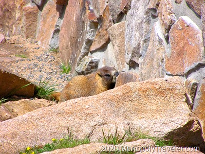 First sighting of a marmot