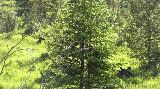 A Couple of Moose
