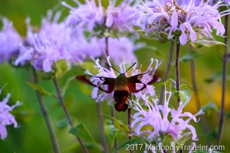 Clear winged moth on a warm summer night