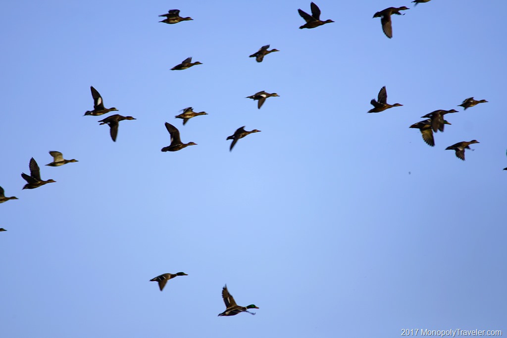 Duck Migration is Here Gaining Life Experience