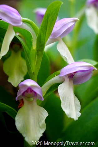 Showy Orchis flowers close up