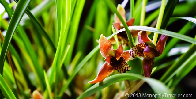 Maxilleria Orchid