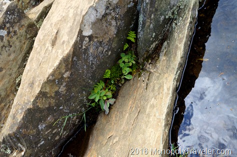Plants growing in the rocks