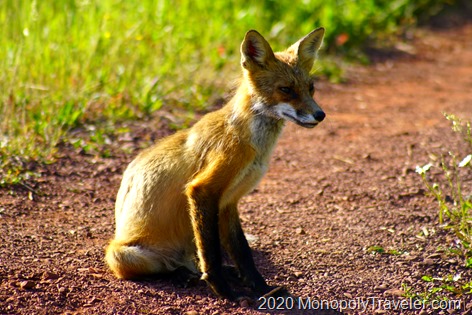 A red fox came to greet us for the day