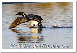 Loon on take off
