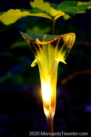 Jack in the Pulpit flower illuminated