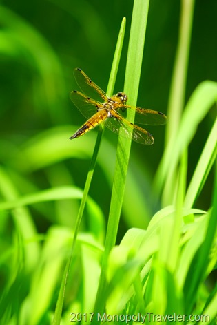 Dragonfly clinging to a blade of grass