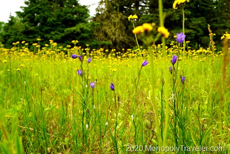 A meadow full of flowers
