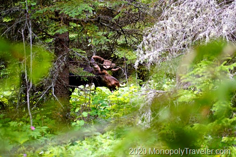 A bull moose wandering through the woods