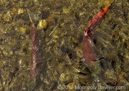 Two Salmon Making Their Way Upstream