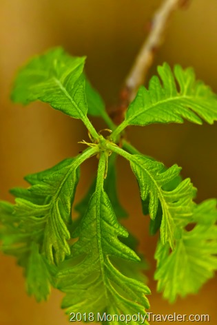 Emergence of oak leaves