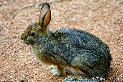 Snowshoe Hare in its summer colors