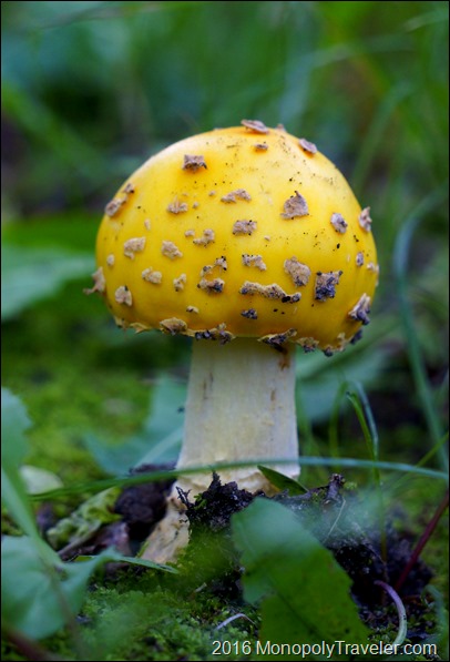 A woodland mushroom