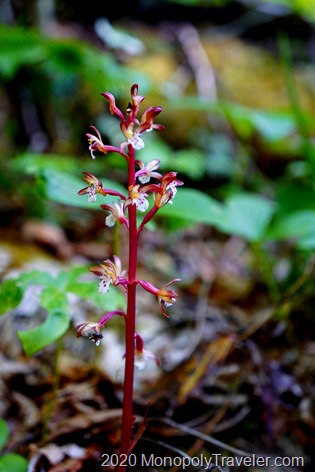 Western Spotted Coral-Root orchid