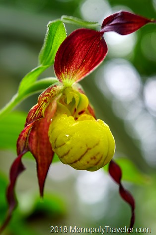 Red and yellow lady slipper