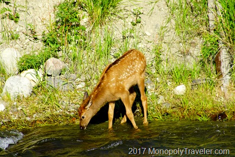 Elk fawn drinking from the Gardner River