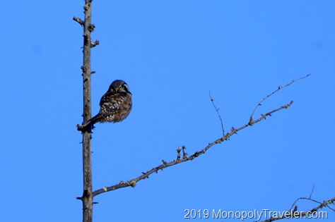Hawk owl sitting and waiting while trying to stay warm