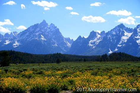 Many wildflowers blooming near the tall mountains