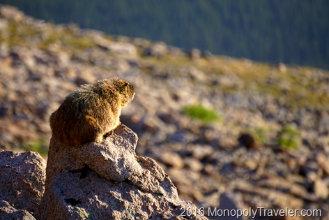 Marmots came out to greet us