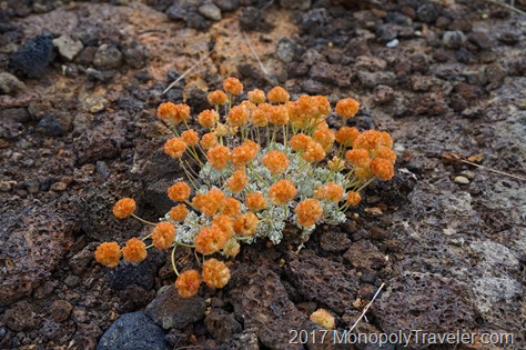 Flowering among the lava rock