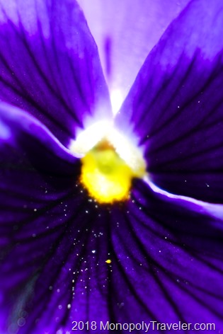 Abstract close up of a purple pansy