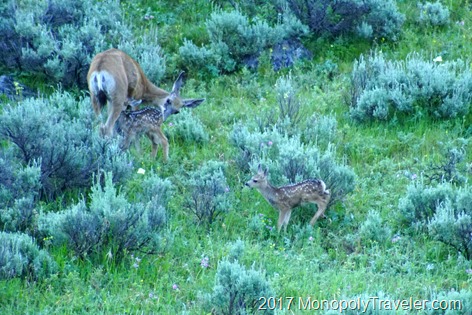 A black tail deer with her two fawns