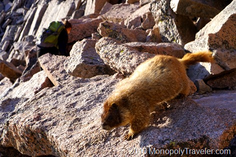 A marmot coming to be pet with a hiker in the background climbing boulders