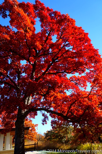 A Red Oak at Peak Color