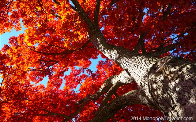Enjoying a Beautiful Fall Afternooon Under a Red Oak