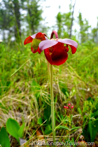The blooms of pitcher plants
