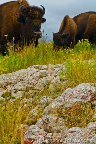 A young bison grazing under the watchful eye of a much larger adult 
