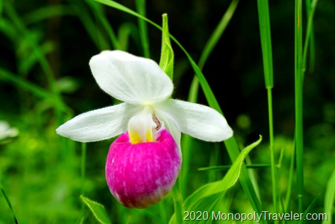 A Showy Ladyslipper orchid flower up close