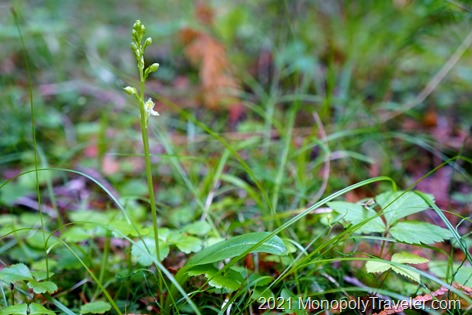 Native orchid blooming in Northern Minnesota