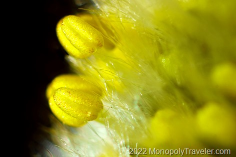 Anthers of a pussywillow