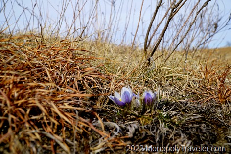 On a seemingly lifeless prairie, flowers emerge
