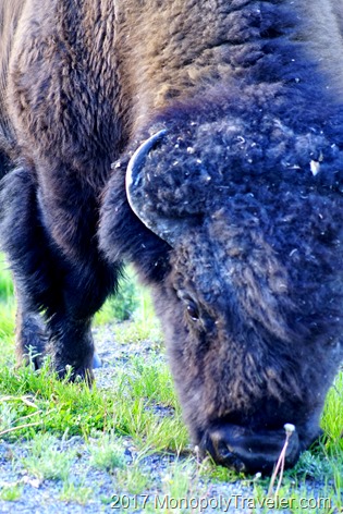 Face to face with an Amercian Bison