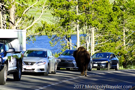 Bison checking out our car