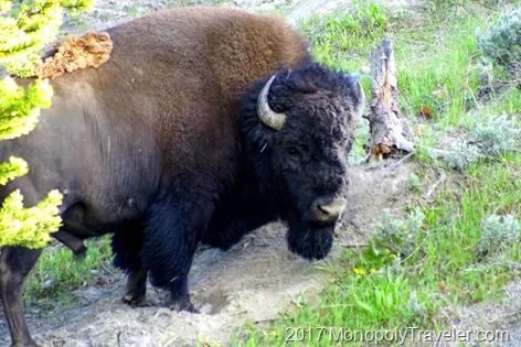 Bison after scratching in the dirt