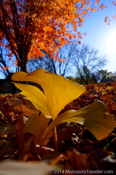 Gold and Orange Leaves