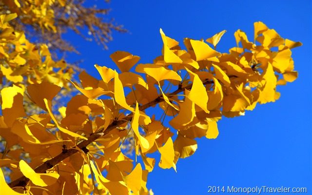 The Gold of Ginkgo Leaves