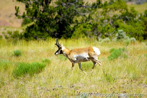 A Pronghorn Antelope