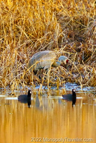 Sandhill Crane with a pair of coots swimming by