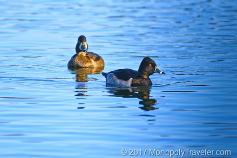 A pair of Ringneck ducks